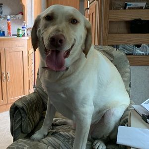 Meet your Posher, Thomas